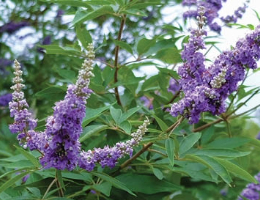 Vitex Shoal Creek.jpg thumbnail